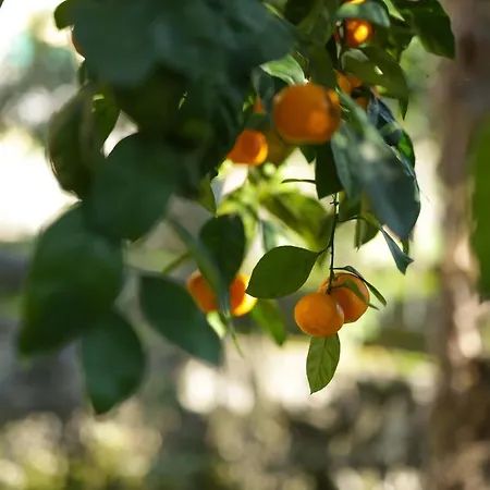 Dante Alighieri 公寓