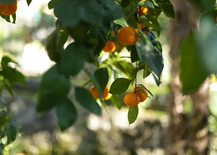 Dante Alighieri Apartament